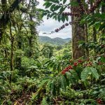 Hunting Wild Kopi Luwak in Gayo