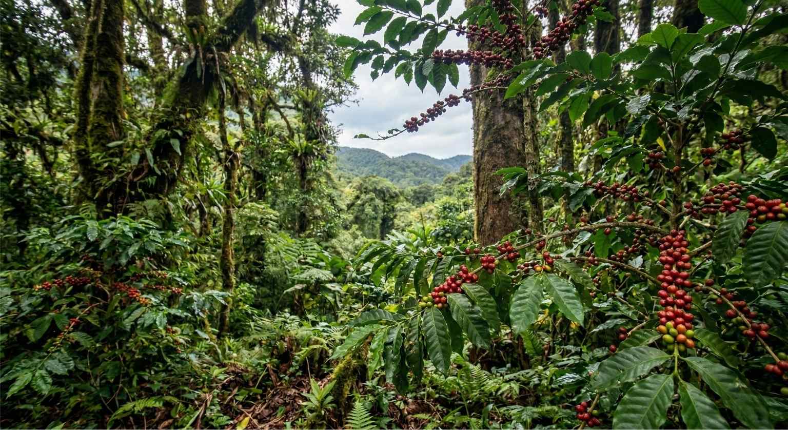 Hunting Wild Kopi Luwak in Gayo