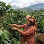 coffee farmers in Karo